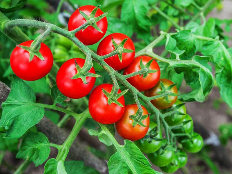 گوجه فرنگی گیلاسی؛ قرمز سبز سیاه 3 کاربرد غذا نوشیدنی سالاد