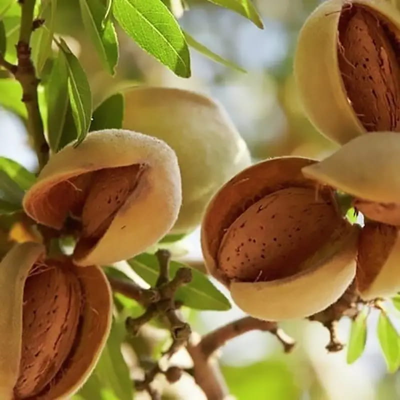 بادام کوهی ساوه (الوک) حاوی سیانور غیرخوراکی 3 کاربرد داروسازی عطرسازی  رنگسازی