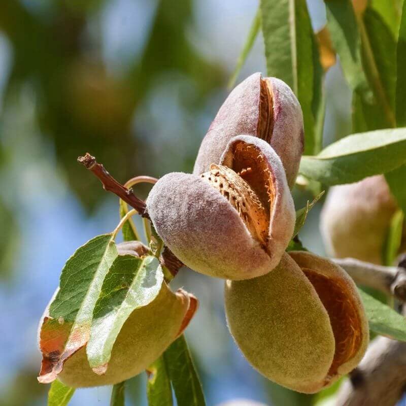 بادام کوهی سبز؛ کرک دار بیضوی درمان بیماری تنفسی دردکلیه خوراکی داروسازی  2 طعم (تلخ شیرین)