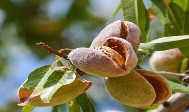 بادام کوهی سبز؛ کرک دار بیضوی درمان بیماری تنفسی دردکلیه خوراکی داروسازی  2 طعم (تلخ شیرین)