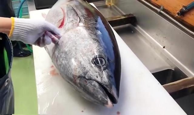 ماهی تن در شیراز؛ تقویت مغز ارزش غذایی بالا ویتامین (امگا D)