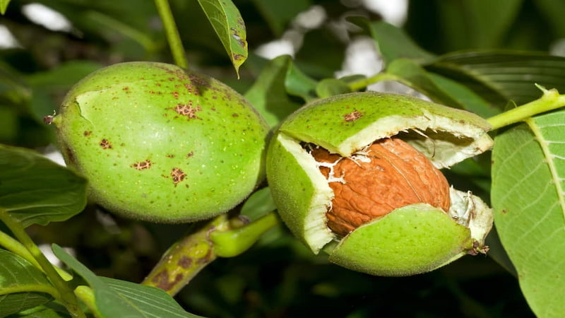 گردو اسراییلی تراریخته؛ خوشمزه مرغوب ویتامین E B6 درمان سرطان 