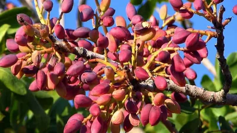 بادام کوهی قرمز؛ طعم تلخ طبع گرم درمان بیماری قلبی