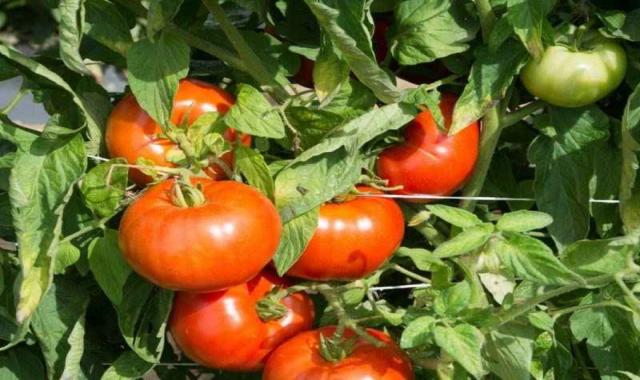 قیمت گوجه فرنگی در میدان تره بار تهران؛ رنگ قرمز پوسته انعطاف پذیر خوش طعم مناسب آشپزی tomato