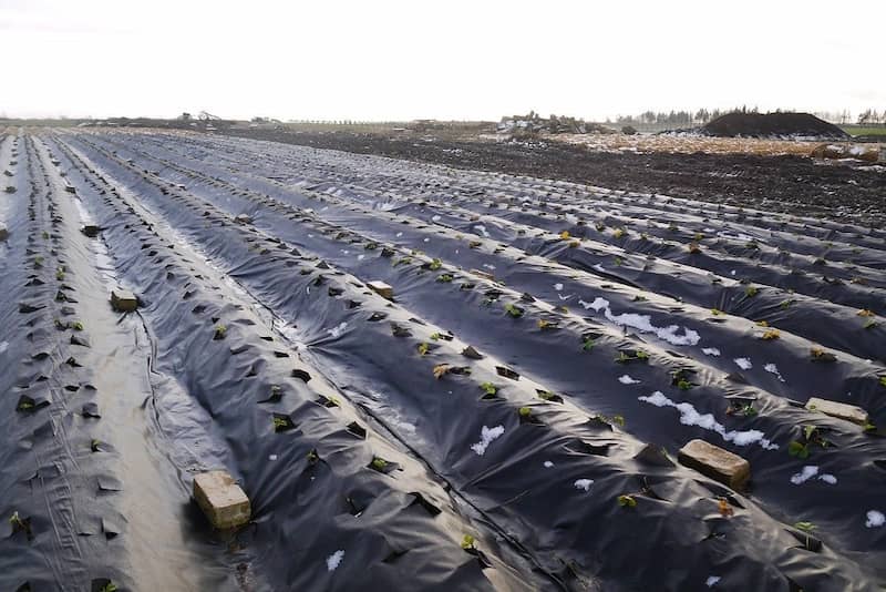 نایلون توت فرنگی؛ سیاه سفید شفاف ضخیم 2 نوع چسبی ساده