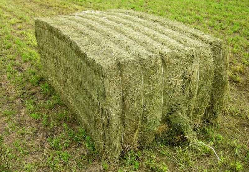 یونجه خشک سرخس (علوفه) دامی تازه 2 رنگ سبز زرد