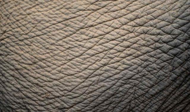 چرم فیل؛ طبیعی طوسی کفش کیف ساک مسافرتی تولید Iran