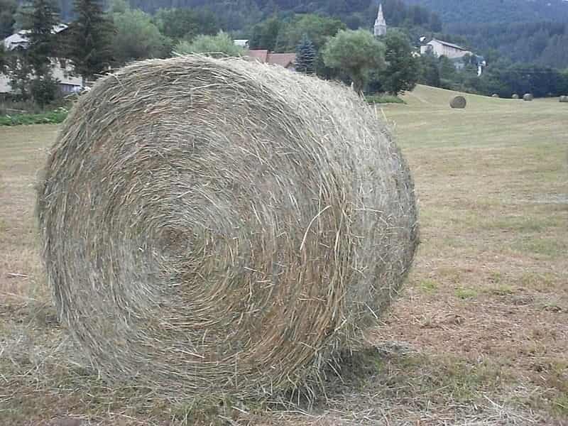 یونجه itpnews؛ خشک حاوی (لیزین آرژنین هیستیدین) ویتامین A