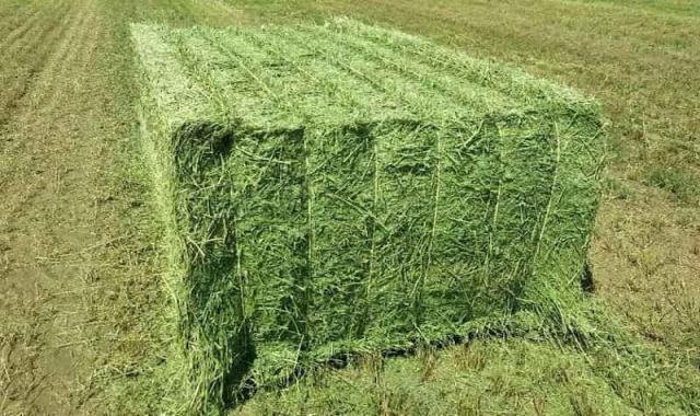 یونجه خشک برای بوقلمون؛ دام طیور تر خشک (5 10) کیلو گرم ویتامین K