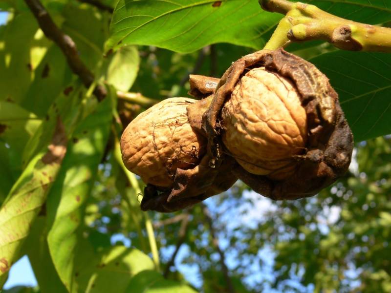 گردو لارا؛ کوهی لهستانی هاژه درمان یبوست دیابت (900 125) گرم