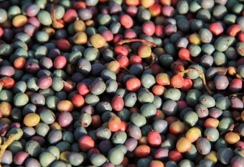 پسته وحشی ایلام؛ نوع ریز رنگ( قرمز سبز) ترش Pistachio