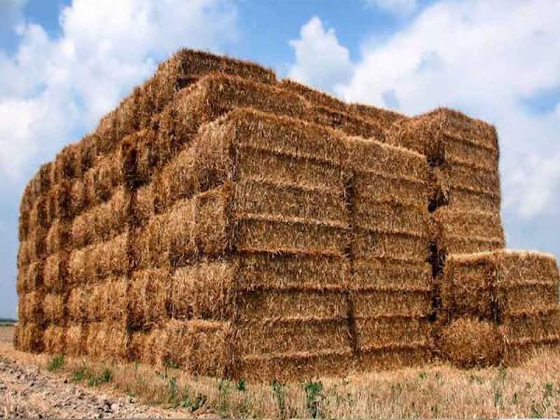 یونجه خشک برای غاز؛ گرم زرد قهوه ای 2000 گرمی کلسیم ویتامین K