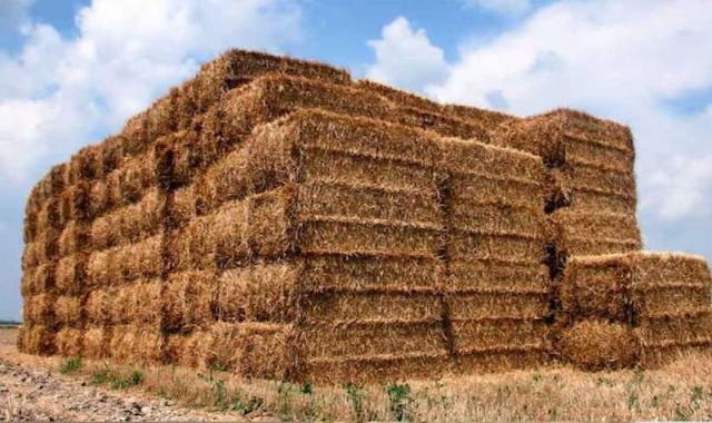 یونجه خشک برای غاز؛ گرم زرد قهوه ای 2000 گرمی کلسیم ویتامین K