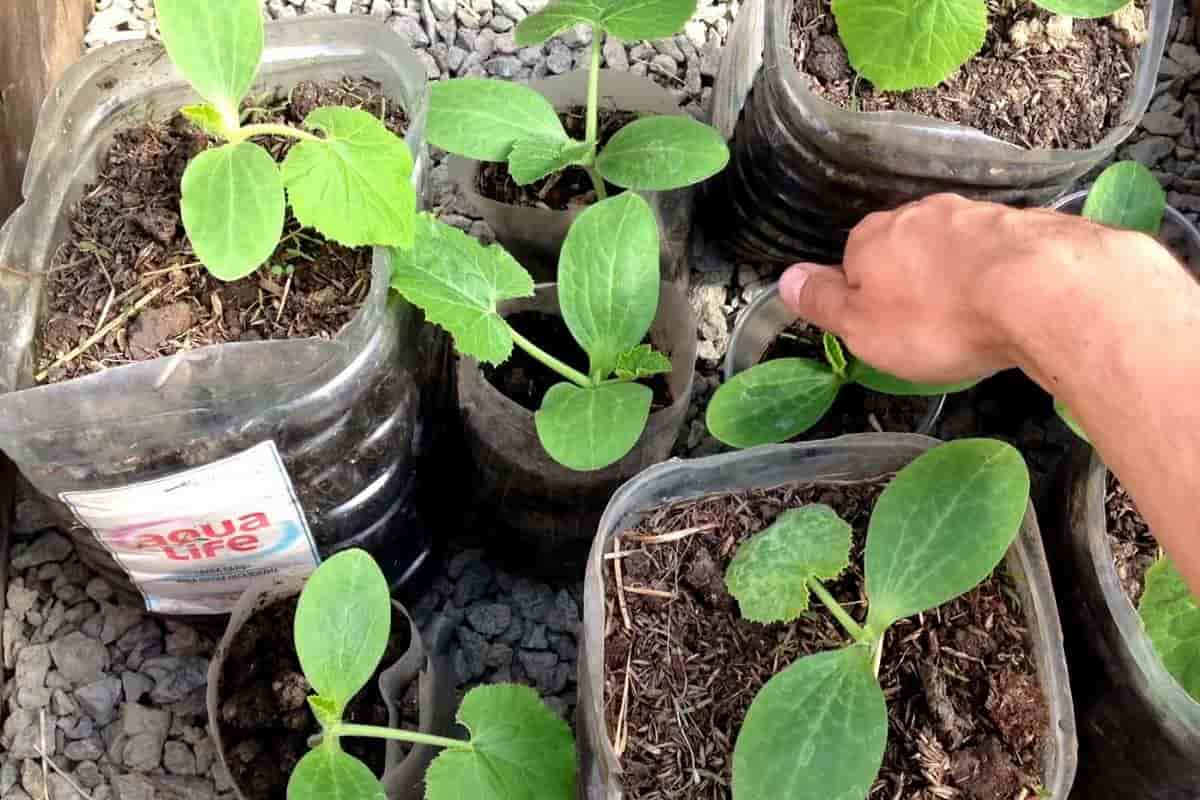 نایلون بسته بندی خاک برگ؛ ایستاده زیپ دار 2 رنگ سبز زرد