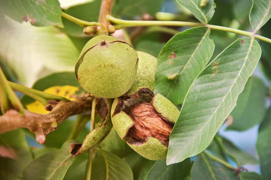 گردو سبز تهران؛ تقویت استخوان منیزیم 2 مدل پوست کاغذی سنگی