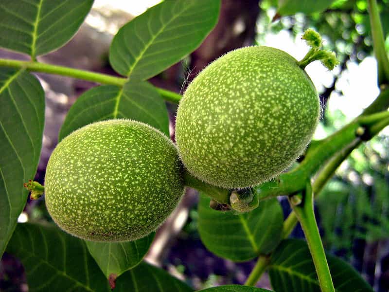 گردو پیوندی اصفهان؛ خوشمزه پروتئین OMEGA 3 کلسیم تقویت مغز قلب کبد