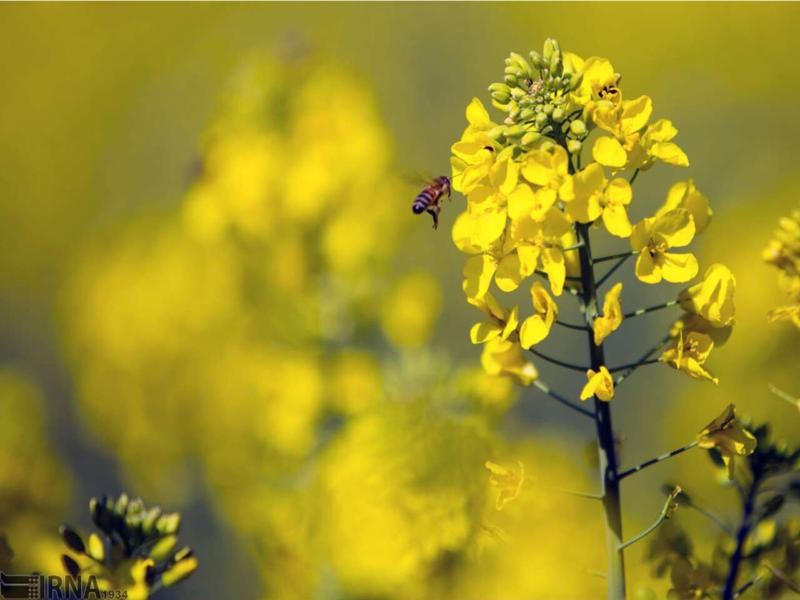 بذر کلزا برای کاشت؛ مشکی دایره ای روغن 2 نوع بهاره پاییزه