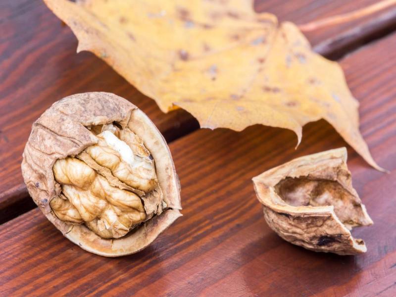 گردو خوشه ای انگوری؛ زود بازده پوست کاغذی مناطق سرد Iran