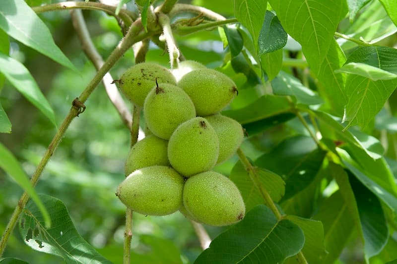 گردو خوشه ای چینی؛ انرژی زا کنترل دیبات 25 عدد Iran