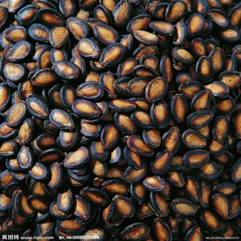 بذر هندوانه؛ خلوص 99.9 درصد هیبرید F1 جلوگیری از سرطان