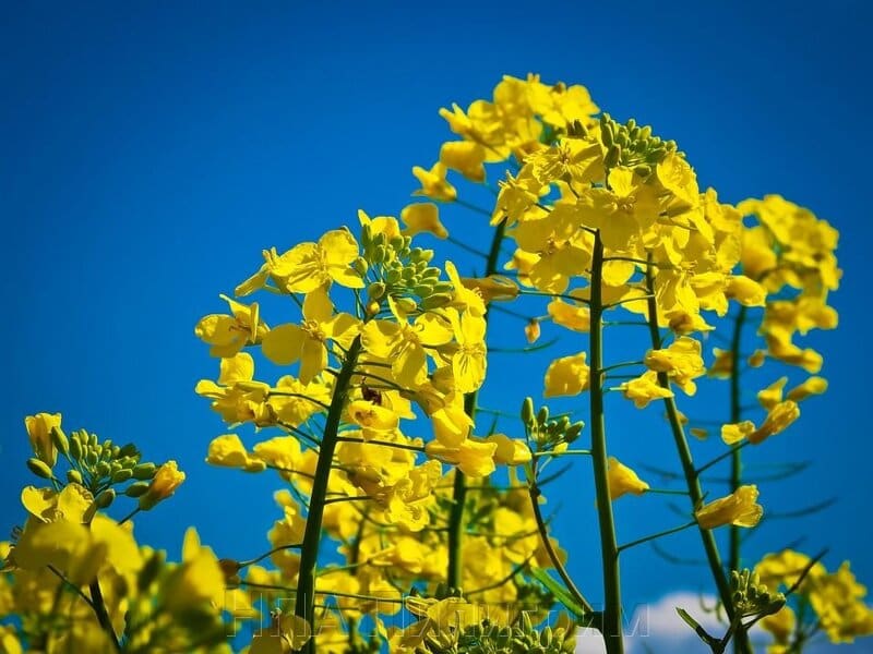 بذر کلزا در سال ۱۴۰۱؛ روغن قابلیت خوراکی بهداشتی canola