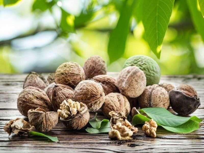 گردو لاغری؛ قهوه ای کاهش وزن نرم مواد معدنی vitamins