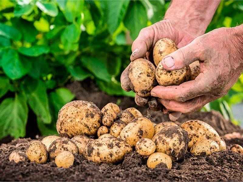 سیب زمینی قزوین؛ پوست نازک ترد مصارف آبگوشت خورشت پیتزا Qazvin