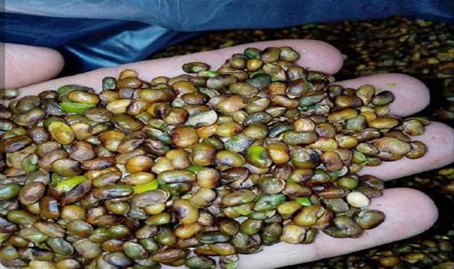 مغز پسته کوهی بنه (قاتق بنه) سبز تیره حاوی ویتامین Calcium