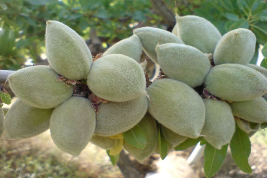 بادام درختی با پوست سبز؛ غلاف دار 500 گرمی دارای فیبر