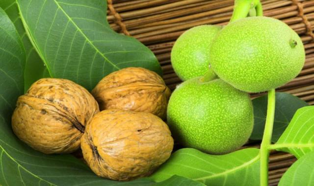 گردو چندلر در شیراز؛ سرشار از ویتامین خورد شده پودری 1 کیلویی