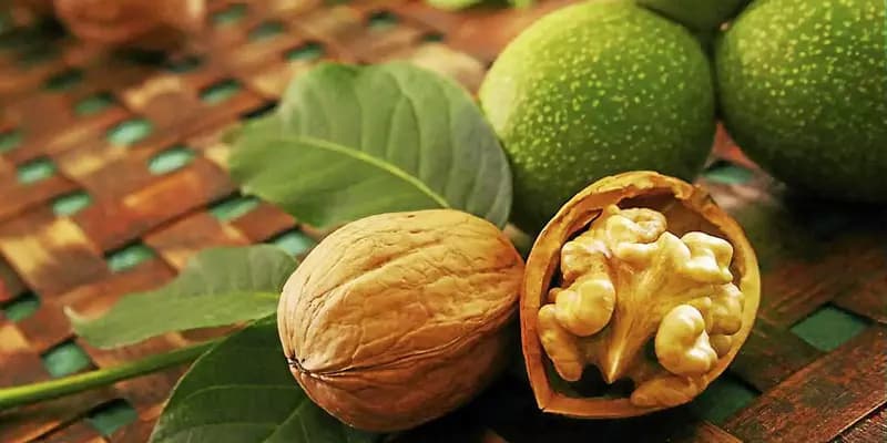 گردو برای فشار خون؛ میان وعده پوست نازک عمده Gray