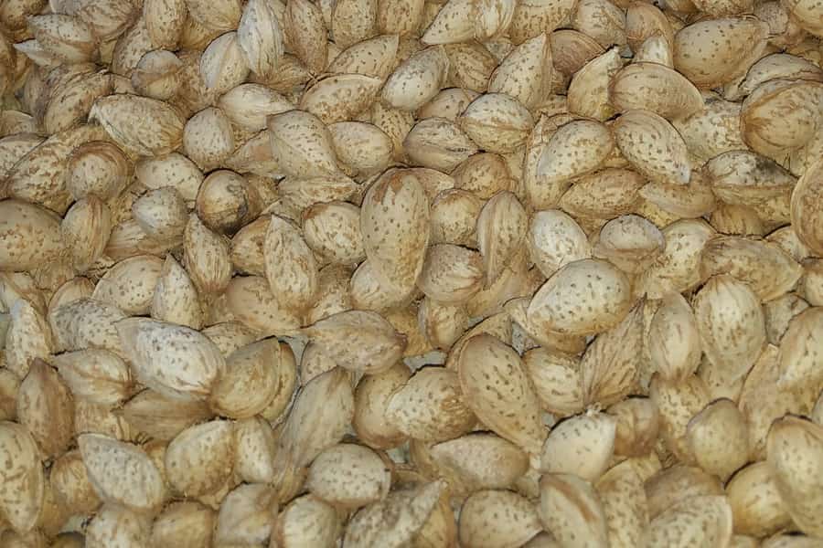 بادام درختی خام با پوست؛ سبز قهوه ای 500 گرمی دارای ویتامین A