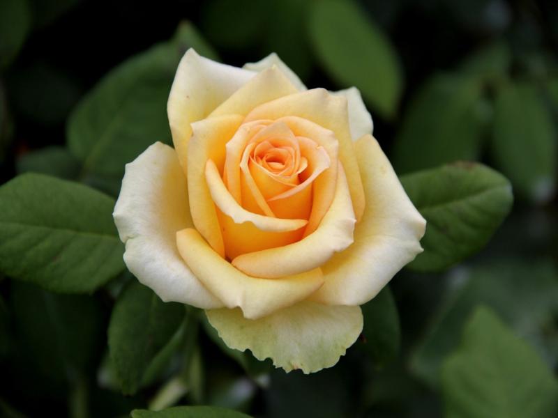 گل رز جاودان؛ عطر زیاد فاقد لک (قرمز آبی) Beautiful