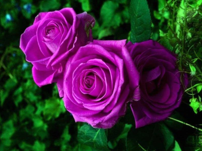 گل رز بنفش (اشرافی) شاخه‌ای دسته ای طبیعی جاودانگی Romantic