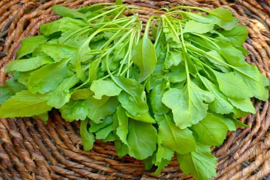 بذر شاهی برگ پهن؛ پر بار ارتفاع (9 سانتی متر) مقاوم با کیفیت