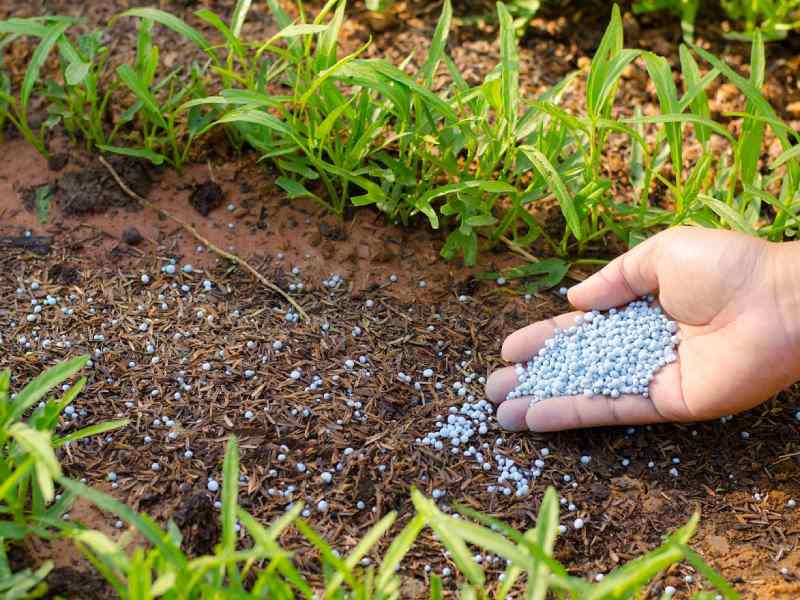 کود معدنی تکسا برای انگور؛ پرسی متالایز پلمپ Texas