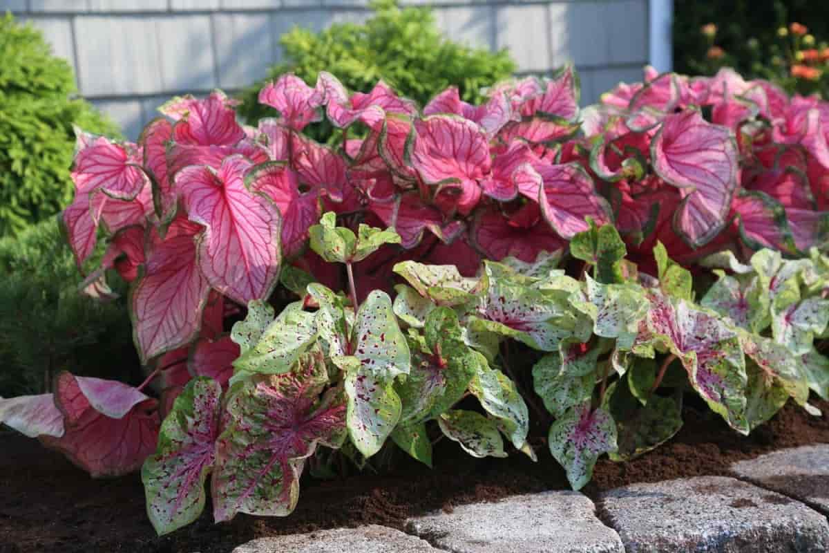 گل آپارتمانی برگ پهن قرمز؛ بنت قنسول صورتی (8 400) سانتی متر