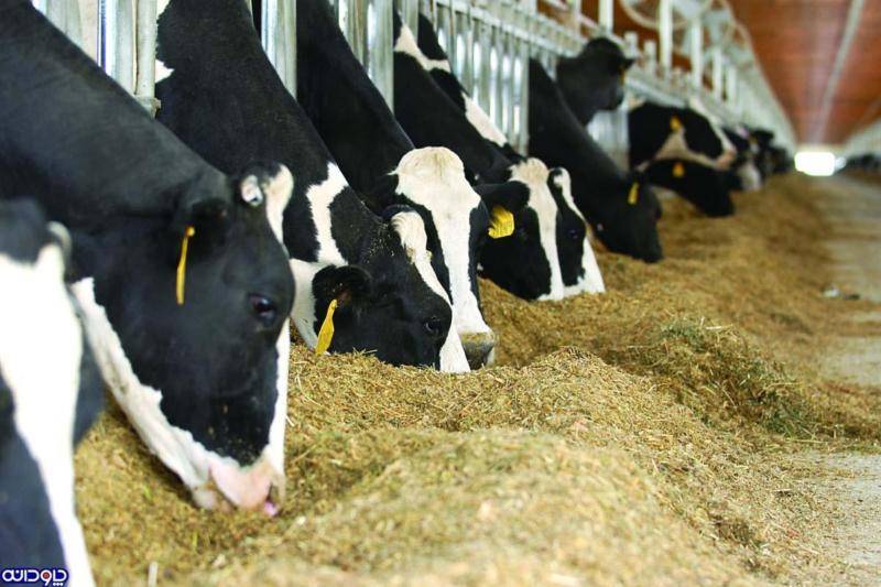 خوراک دام و طیور چاودانه؛ آبزیان 2 نوع کلاسیک روش دستگاهی