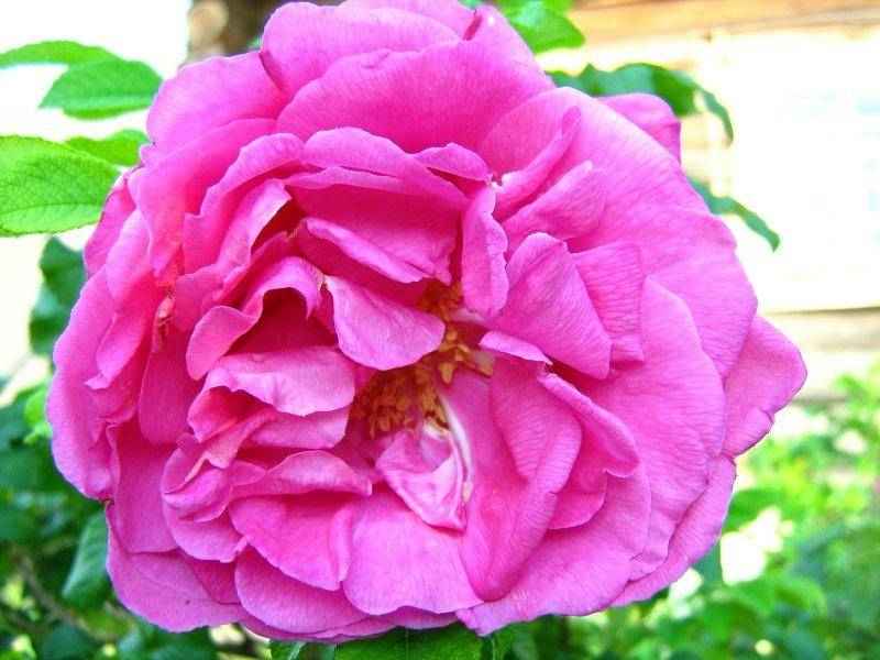 گل محمدی اصل کاشان؛ آرامش اعصاب 2 نوع خشک پودر White