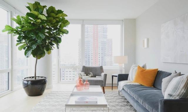 گل آپارتمانی فیکوس لیراتا؛ سبز 2 روش قلمه ساقه تکثیر برگ Ficus