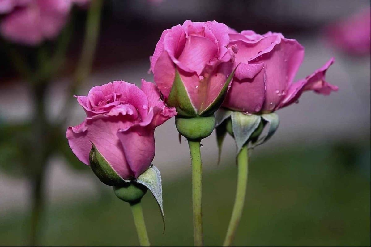 گل رز در اصفهان؛ هلندی مینیاتوری 4 رنگ قرمز صورتی ارغوانی زرد