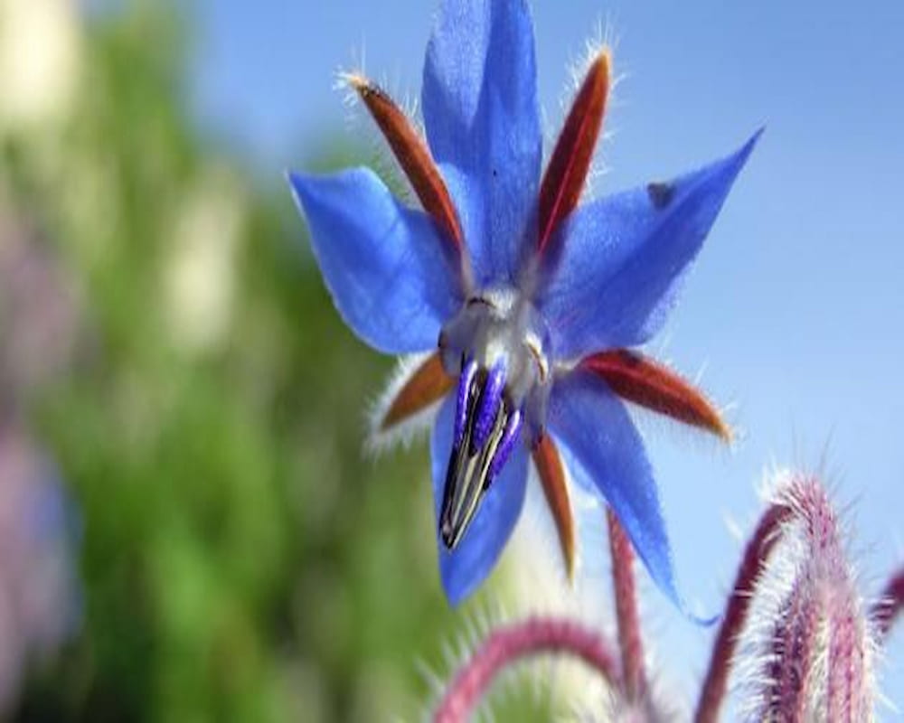 گل گاوزبان برای جوش صورت؛ شفاف تر شدن پوست حاوی ویتامین B A