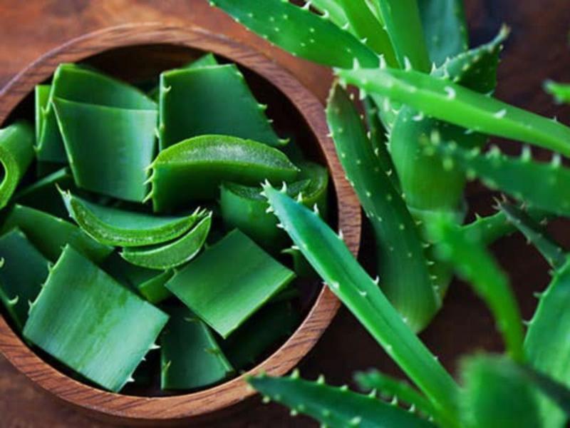 گیاه آلوورا برای ابرو؛ ژل استحکام ریشه مو aloe vera