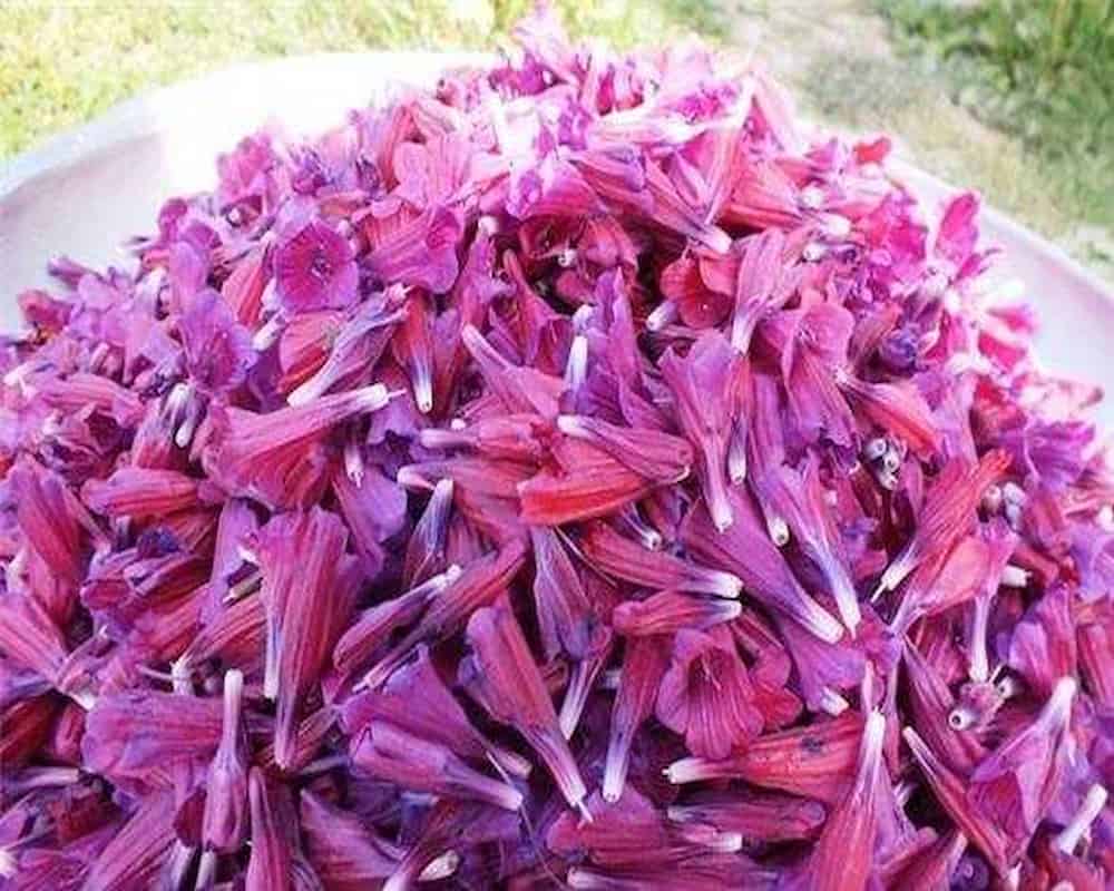 گل گاوزبان سبز؛ طعم عالی بهبود سیستم ایمنی مناسب دمنوش Green