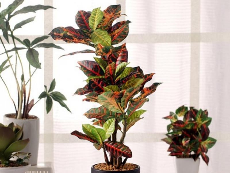 گیاه آپارتمانی کروتون پرتقالی؛ برگ پهن (1 3) متری سمی