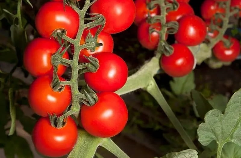 گوجه چری قرمز؛ گلخانه فاقد مواد شیمیایی شیرین آبدار hybrid