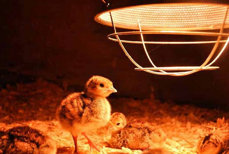 لامپ مادر مصنوعی جوجه؛ رشته ای حبابی طلق قرمز آلومینیومی (40 60) وات