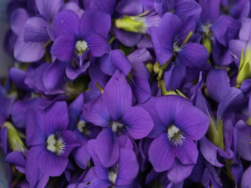 گیاه بنفشه کوهی؛ دارویی ترکیبات (اسید سیلیک روتین) آنتی اکسیدان