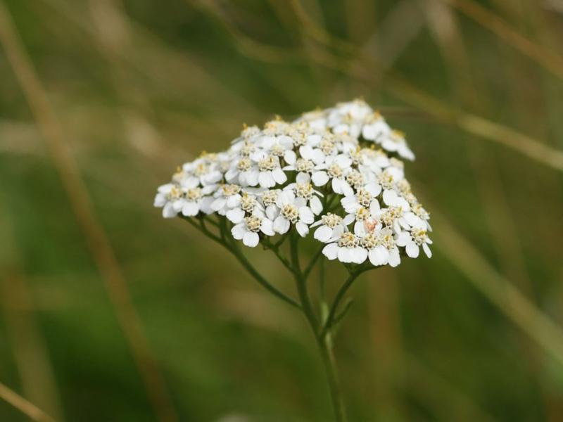 گیاه بومادران برای عفونت؛ کاهش استرس طبع (گرم خشک) رفع التهابات