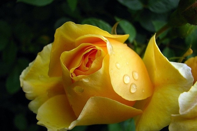 غنچه گل محمدی زرد؛ چای کیک دسر آنتی اکسیدان ویتامین C